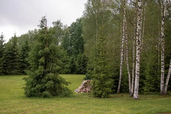 Huş ağacı ve ladin ağaçlarıyla dolu sakin bir orman düzgünce istiflenmiş bir huş ağacı yakacak odun yığınını çevreledi. Sahne, ağaç kabuğu, ahşap ve yaprakların doğal dokularını harmanlayan bir ormanlık alanın huzurlu atmosferini yakalıyor..