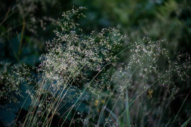 Yumuşak, bulanık yeşil bir arkaplan karşısında zarif bir şekilde duran ince kahverengi çimenlerin narin bir yakın çekimi. Çimenlerin sıcak toprak tonları ile gür yeşillik arasındaki doğal zıtlık sakin ve uyumlu bir kompozisyon yaratır.. 