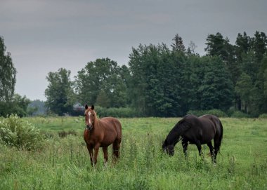 İki güzel at güneşli bir gökyüzünün altında yemyeşil bir çayırda huzur içinde otluyor. Atlar, doğal ve huzurlu bir ortamda birbirlerine yakın duran sükunet ve özgürlüğü somutlaştırırlar..