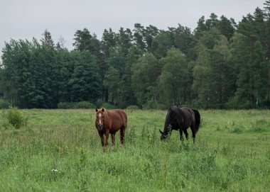 İki güzel at güneşli bir gökyüzünün altında yemyeşil bir çayırda huzur içinde otluyor. Atlar, doğal ve huzurlu bir ortamda birbirlerine yakın duran sükunet ve özgürlüğü somutlaştırırlar..