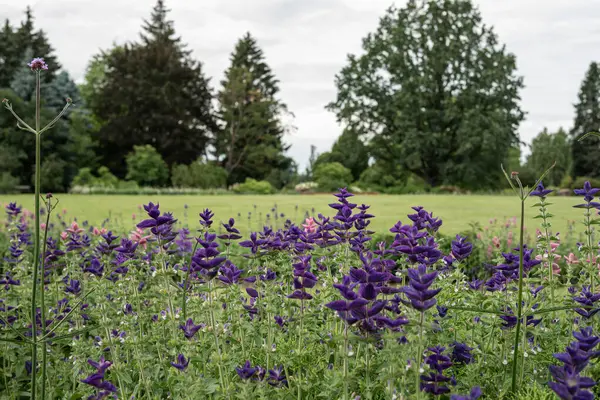 Narin mavi kır çiçekleri rüzgarda hafifçe savrulan huzurlu bir yaz çayırı. Canlı çiçekler yemyeşil çimenlere karşı güzel bir kontrastla durgun ve canlandırıcı doğal bir manzara yaratıyor..