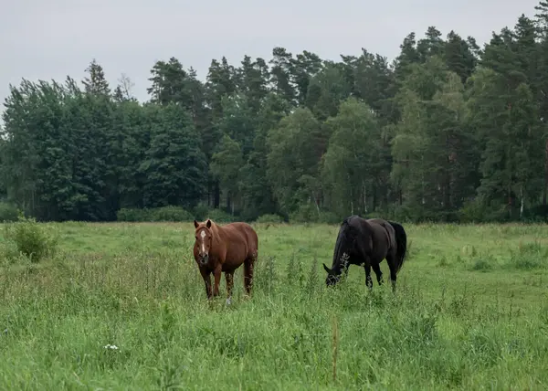 İki güzel at güneşli bir gökyüzünün altında yemyeşil bir çayırda huzur içinde otluyor. Atlar, doğal ve huzurlu bir ortamda birbirlerine yakın duran sükunet ve özgürlüğü somutlaştırırlar..