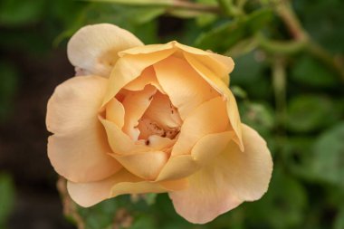 Canlı sarı bir gül tam çiçekle tüm çerçeveyi doldurur. Yakından bakıldığında ince taç yaprakları, zengin dokusu ve ışıl ışıl rengi sıcaklık ve zarafetle dolu çarpıcı bir çiçek kompozisyonu vurgulanıyor..