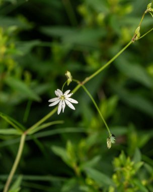 Küçük yıldız şeklinde narin beyaz bir çiçek canlı yeşil bir yaprak arka planına karşı duruyor. Doğanın güzelliğini yakalayan sakin ve minimal bir botanik bileşimi..