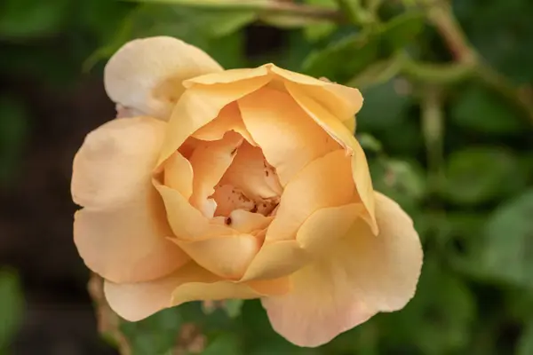 Canlı sarı bir gül tam çiçekle tüm çerçeveyi doldurur. Yakından bakıldığında ince taç yaprakları, zengin dokusu ve ışıl ışıl rengi sıcaklık ve zarafetle dolu çarpıcı bir çiçek kompozisyonu vurgulanıyor..