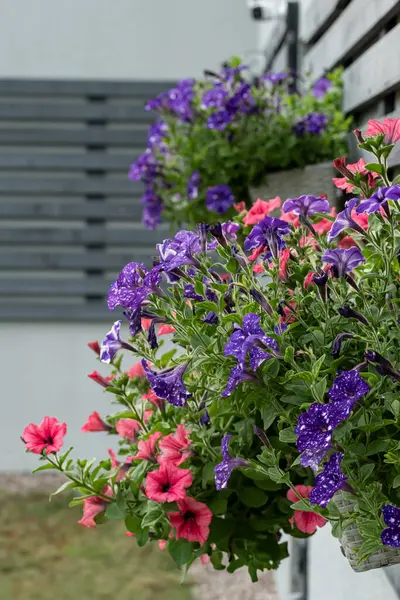 Canlı pembe ve mor petunyalar bir evin duvarına bağlanmış çiçek kutularında çiçek açıyor. Hayat ve cazibeyle dolu neşeli ve renkli bir yaz bahçesi..