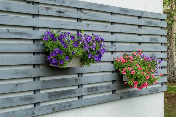 Canlı pembe ve mor petunyalar bir evin duvarına bağlanmış çiçek kutularında çiçek açıyor. Hayat ve cazibeyle dolu neşeli ve renkli bir yaz bahçesi..