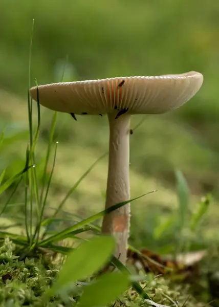 Beyaz bir mantarın detaylı bir yakın çekimi şapkasının üzerinde küçük böcekleri barındıran, canlı yeşil bir arka plan üzerine kurulmuş, doğadaki hassas ekosistemi gösteren.