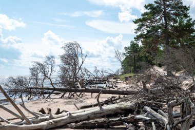 Baltık Denizi kıyı manzarası engebeli bir kıyı şeridi ve suya batmış kırık çam ağaçları huzur ve doğal bir manzara yaratıyor..