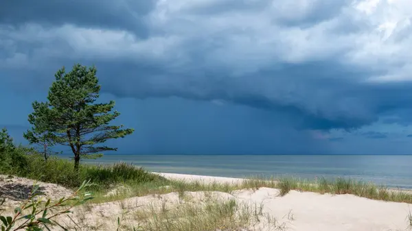 Yalnız bir çam ağacı, yaklaşan fırtınadan önce denizin hafifçe parıldadığı karanlık bir gökyüzünün altındaki sahil kumullarında duruyor..