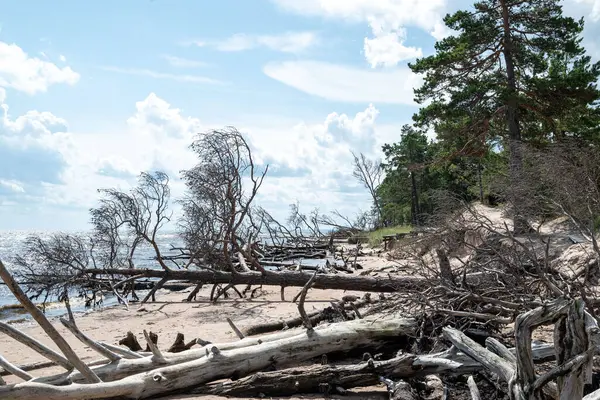 Baltık Denizi kıyı manzarası engebeli bir kıyı şeridi ve suya batmış kırık çam ağaçları huzur ve doğal bir manzara yaratıyor..