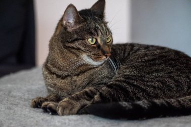 Evcil bir kedinin portresi, anlamlı gözleri, yumuşak kürkü ve sakin tavrı, sevilen bir hayvanın cazibesini ve kişiliğini yansıtıyor..