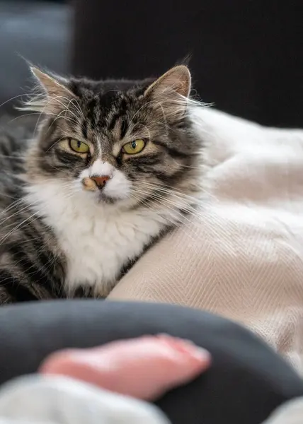 Evcil bir kedinin portresi, anlamlı gözleri, yumuşak kürkü ve sakin tavrı, sevilen bir hayvanın cazibesini ve kişiliğini yansıtıyor..