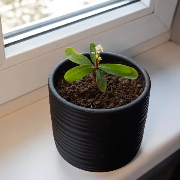 A small green plant in a black flowerpot placed on a white windowsill. The simple home detail highlights the contrast between the dark pot, the bright windowsill, and the natural light from the window.