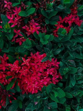 Koyu yeşil yapraklar küçük kırmızı çiçek kümelerini kaplar. Güzel parlak pembe kızılötesi ışınlar.