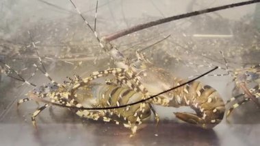 Akvaryumdaki ıstakoz manzarası. Süpermarkette bir akvaryumda ıstakoz. Canlı ıstakoz. 4K video.