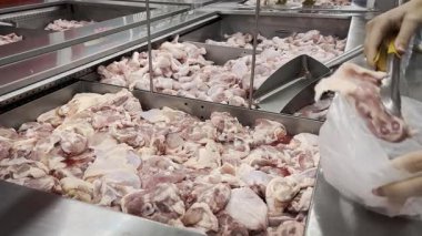 Süpermarkette çiğ tavuk seçen bir kız. çiğ tavuğu parça parça seçmek. Düzgün beslenme. Markette bir kadın çiğ tavuk parçalarını satın almak için poşete koyar..