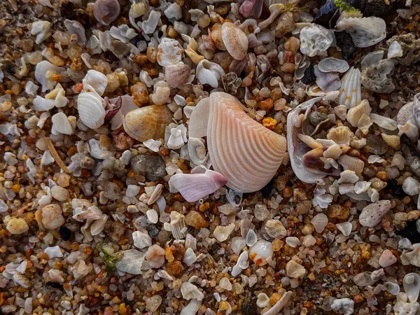 Sarı kumsalda küçük deniz kabukları. Çeşitli deniz kabukları. Yakın plan..