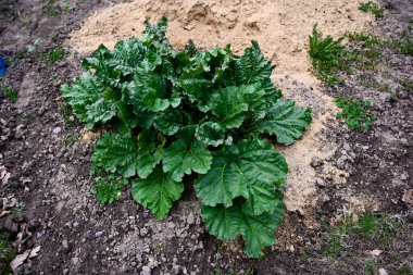 Genç ravent tomurcuğu ve büyük yeşil yapraklar. Bahar mevsiminde yetişen bitkiler. Bahçe konsepti arka planı, seçici odak