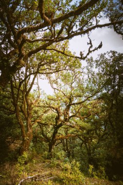 Great, magic, ancient trees of Fanal forest, Madeira Island Portugal