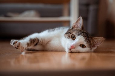 Kitty laying in a living room, kitty from village