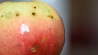 Solucan elma larvası elma yiyor, solucan kırmızı elmadan dışarı bakıyor.