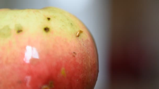 Яблуко Черв Маґґот Ларва Їдає Яблуко Черв Визирає Червоного Яблука — стокове відео