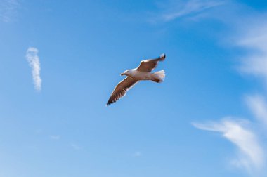 Edinburgh 'da güzel bir günde mavi gökyüzünde uçan bir martı.