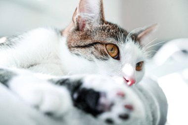 Beyaz ve kaplumbağa kabuklu bir kedi dolapta rahat bir şekilde yatıyor.