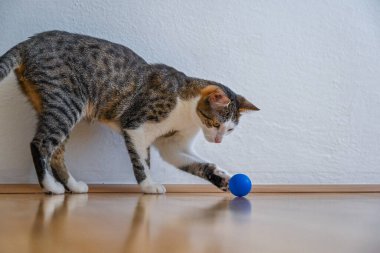 Oyuncak Topla Oynayan Oyuncak Kedi: Kedi Eğlencesi ve Oyunları