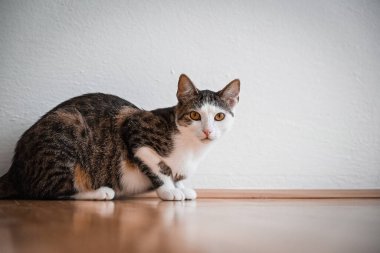 Oyuncak Topla Oynayan Oyuncak Kedi: Kedi Eğlencesi ve Oyunları