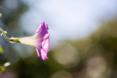 Sabah zaferi - Ipomoea purpurea çiçeği doğal yaşam alanında