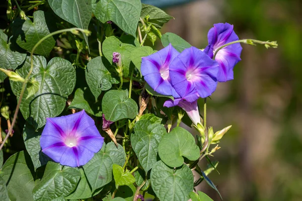 Reggeli Dicsőség Ipomoea Purpurea Virág Természetes Élőhelyen — Stock Fotó