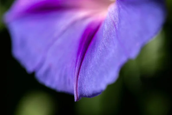Sabah Zaferi Ipomoea Purpurea Çiçeği Doğal Yaşam Alanında — Stok fotoğraf