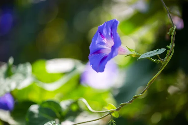 Reggeli Dicsőség Ipomoea Purpurea Virág Természetes Élőhelyen — Stock Fotó