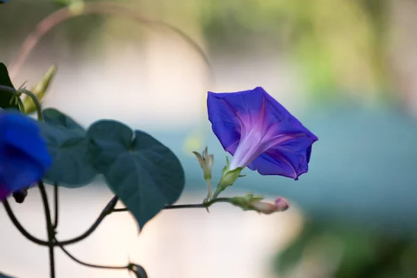 Πρωινή Δόξα Ipomoea Purpurea Flower Natural Abitage Φωτογραφία Αρχείου