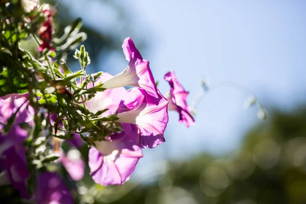 Gloire Matin Fleur Ipomoea Purpurea Dans Habitat Naturel Photo De Stock