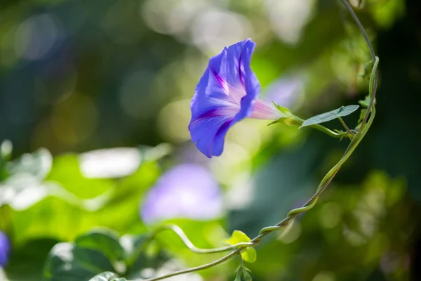 Gloire Matin Fleur Ipomoea Purpurea Dans Habitat Naturel Images De Stock Libres De Droits