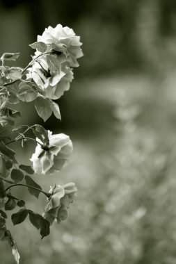 Detaylı güzel gül çiçeği