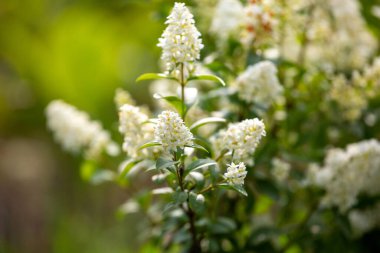 Vahşi mahremiyet - Ligustrum vulgare - çiçek açmış güzel bitki