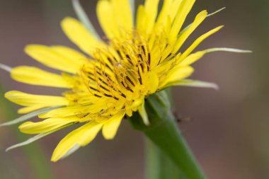 Sarı tuz - Tragopogon dubius