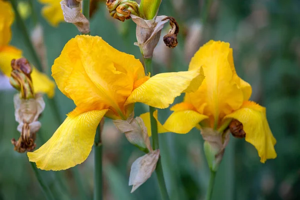 Skäggig Iris Iris Germanica Vacker Blomma — Stockfoto