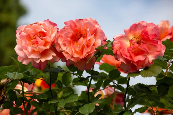 Hermosa Flor Rosa Con Detalles — Foto de Stock
