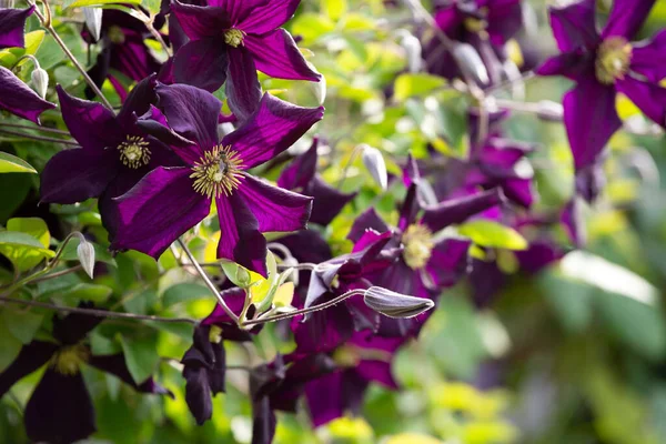 Olasz Bőrvirág Clematis Viticella Gyönyörű Virágok Rügyek — Stock Fotó