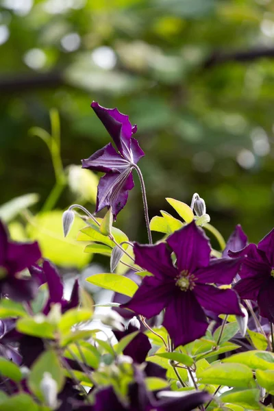 Olasz Bőrvirág Clematis Viticella Gyönyörű Virágok Rügyek — Stock Fotó