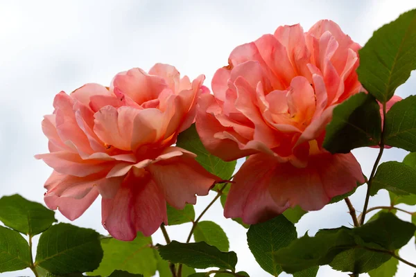 Όμορφο Τριαντάφυλλο Λουλούδι Λεπτομέρειες — Φωτογραφία Αρχείου