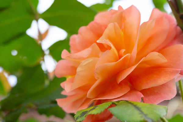 Όμορφο Τριαντάφυλλο Λουλούδι Λεπτομέρειες — Φωτογραφία Αρχείου