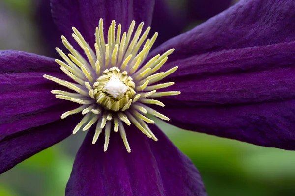 Włoski Kwiat Skóry Clematis Viticella Piękne Kwiaty Pąki — Zdjęcie stockowe