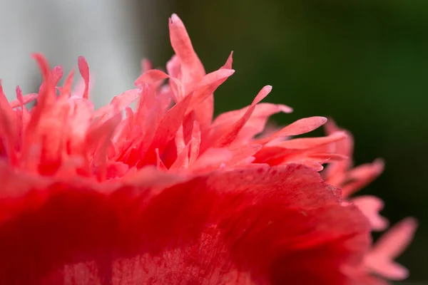 Schlafmohn Papaver Somniferum Schöne Blume Und Details — Stockfoto