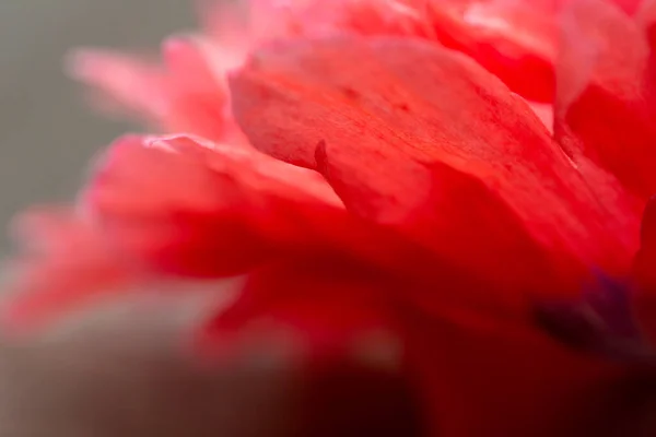 Afyon Gelinciği Papaver Somniferum Güzel Çiçek Detaylar — Stok fotoğraf